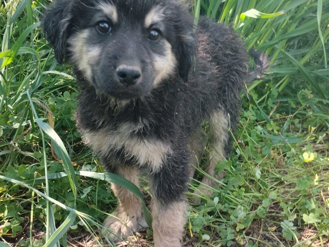 Vuoi adottare un cane a Vibo?