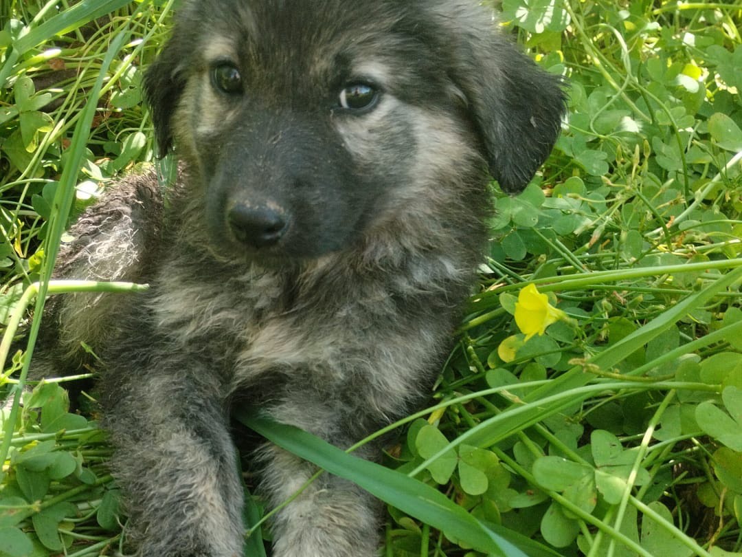 Adozione cane, femmina, Razza sconosciuta Razza sconosciuta, 3 mesi, taglia media, Vibo