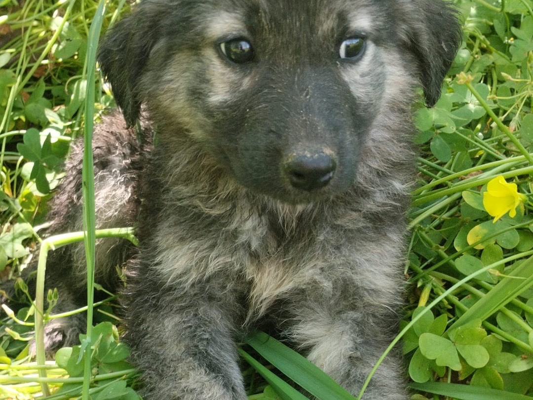 Adotta un cane, femmina, 3 mesi, Vibo