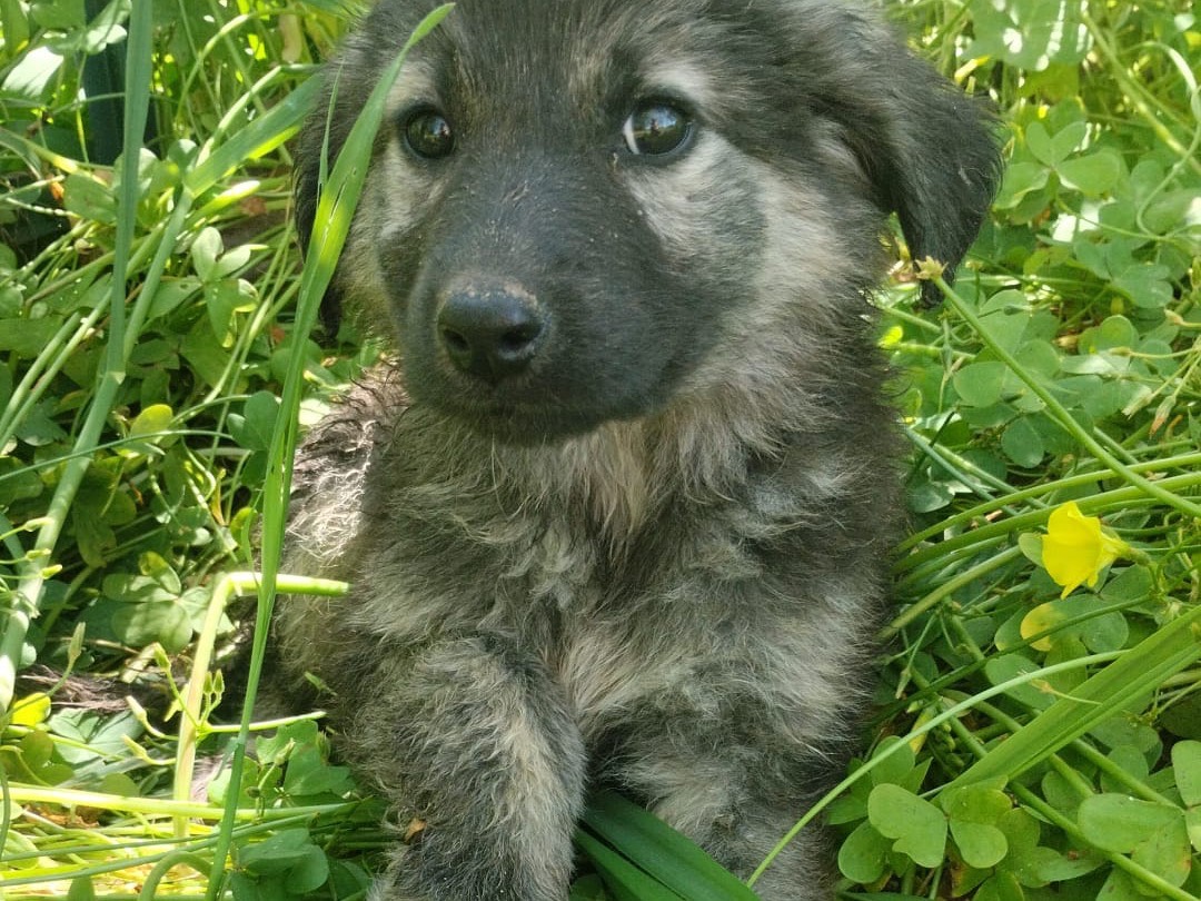Adotta un cane, taglia media, femmina, Vibo