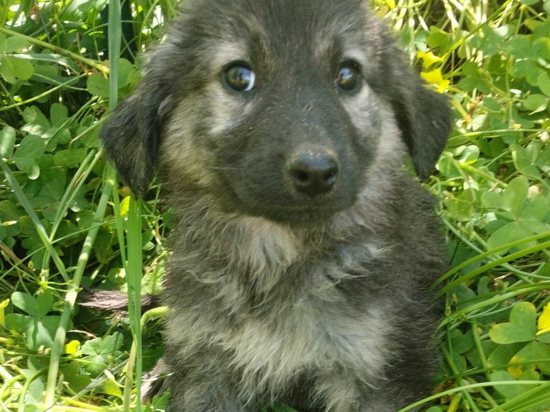 Vuoi adottare un cane a Vibo?