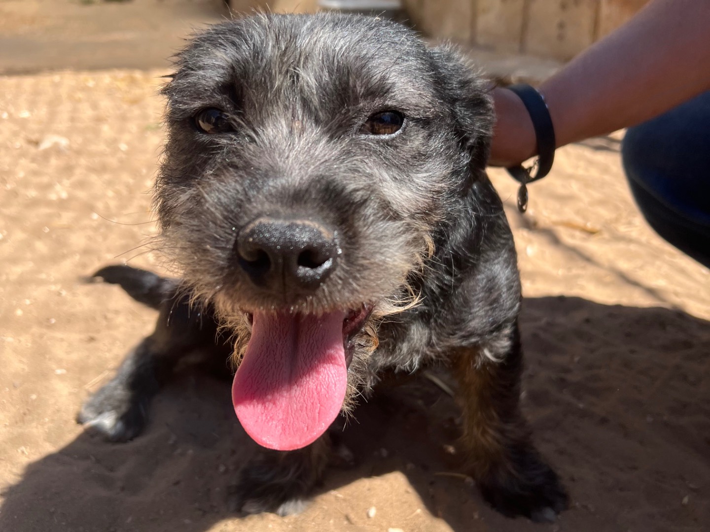 Adozione cane, maschio, Razza sconosciuta Razza sconosciuta, 1 anno e 11 mesi, taglia piccola, Siracusa