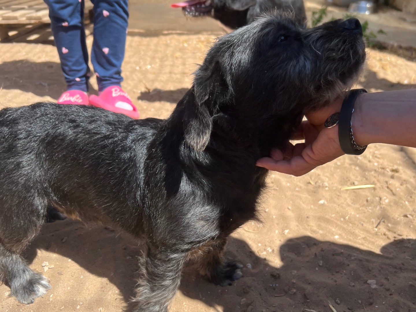 Adotta un cane, maschio, 1 anno e 11 mesi, Siracusa