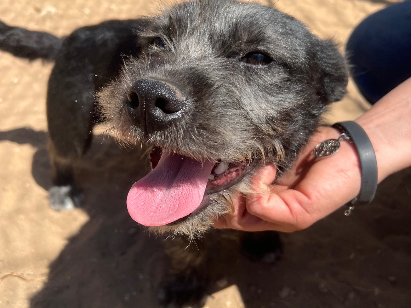 Adotta un cane, taglia piccola, maschio, Siracusa