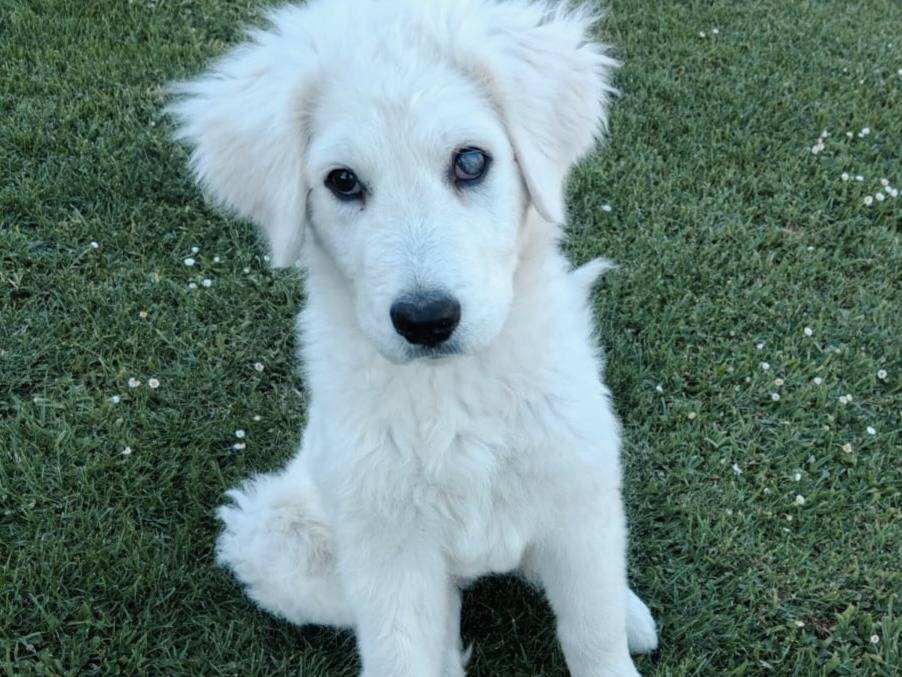 Adozione cane, maschio, Pastore maremmano Razza sconosciuta, 3 mesi, taglia grande, Milano