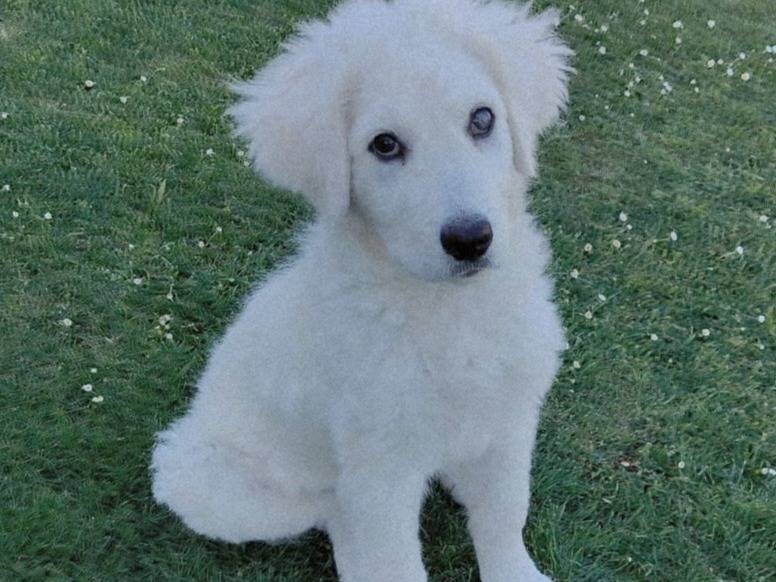 Adotta un cane, maschio, 3 mesi, Milano