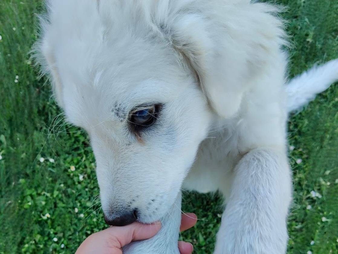 Adotta un cane, taglia grande, maschio, Milano