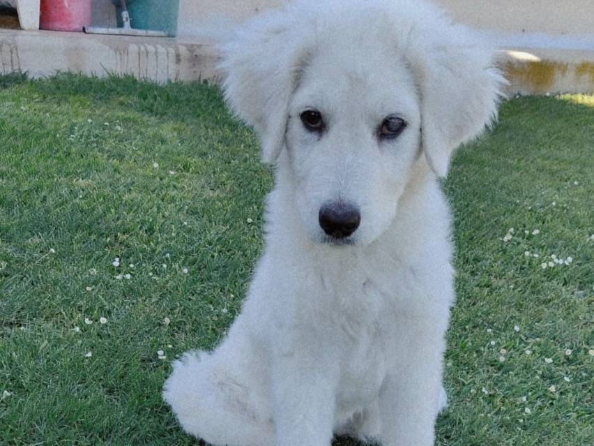 Vuoi adottare un cane a Milano?