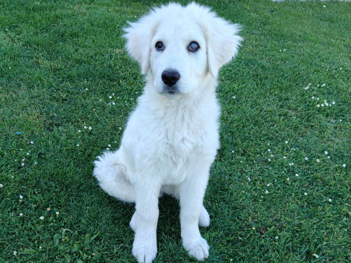 Adotta il cane SID ASPETTA UNA MAMMA  a Milano