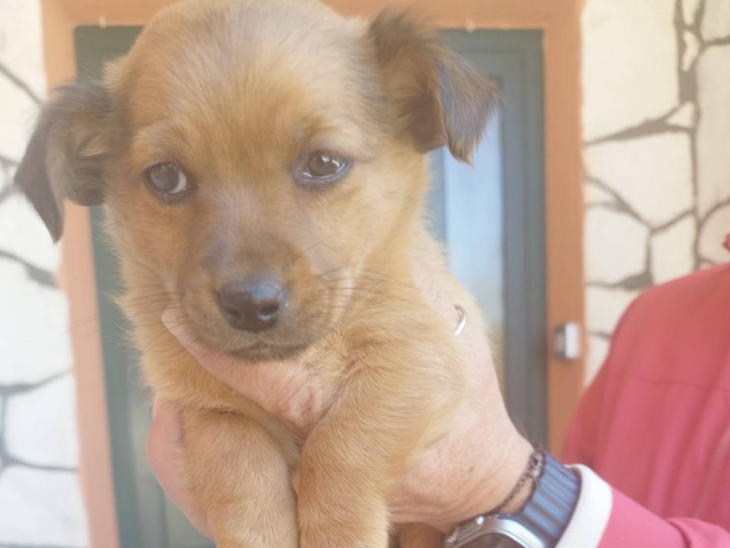 Adozione cane, femmina, Razza sconosciuta Razza sconosciuta, 2 mesi, taglia piccola, Frosinone