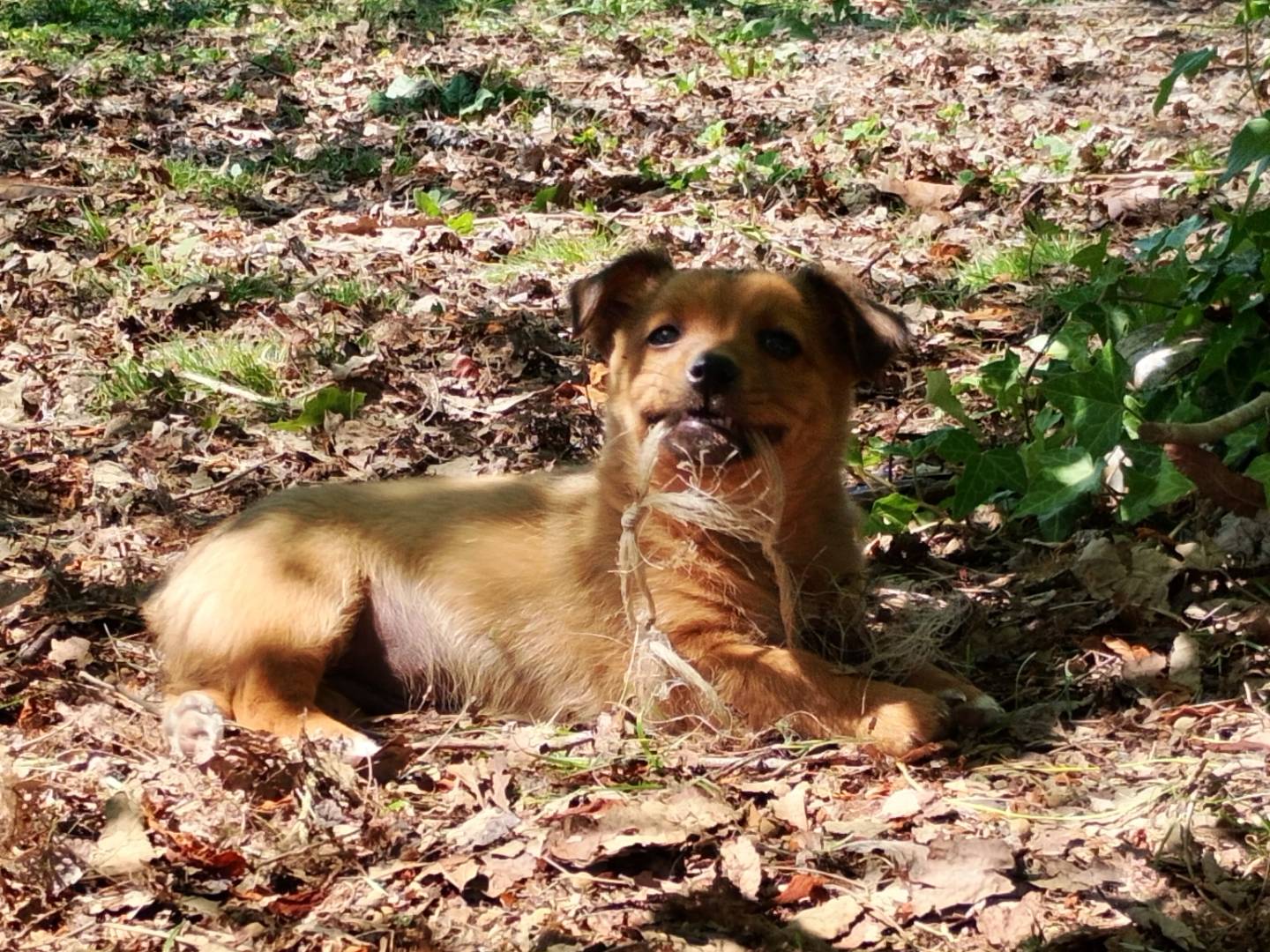 Adotta un cane, femmina, 2 mesi, Frosinone
