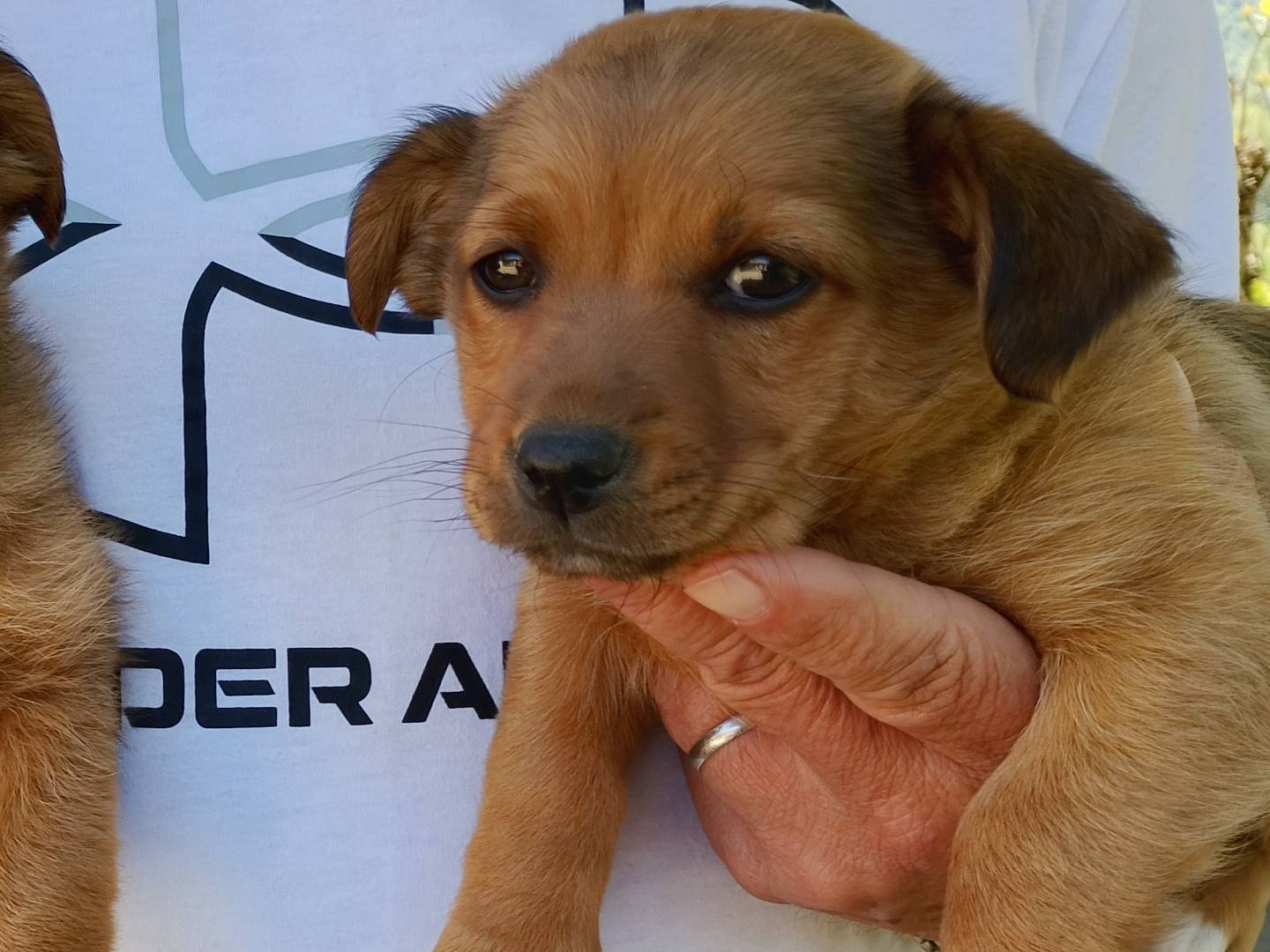 Adotta un cane, taglia piccola, femmina, Frosinone