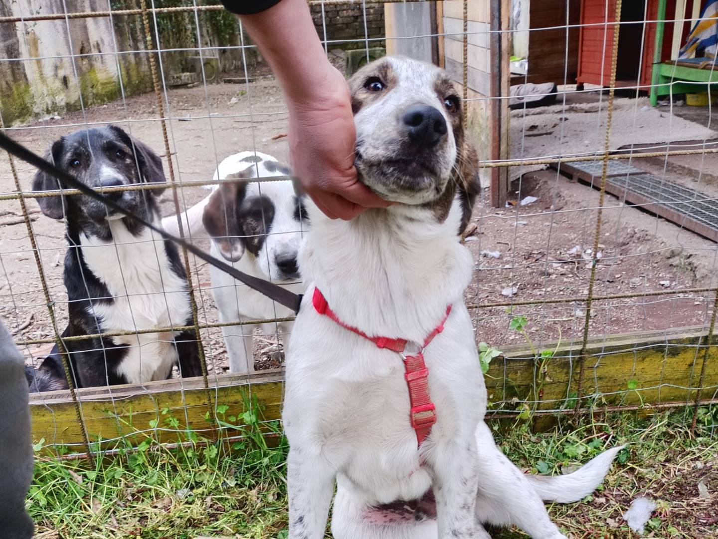 Adozione cane, maschio, Razza sconosciuta Razza sconosciuta, 6 mesi, taglia media, Frosinone