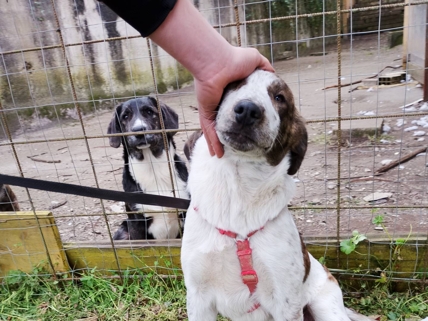 Adotta un cane, maschio, 6 mesi, Frosinone