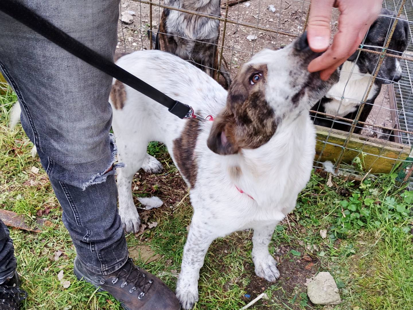 Adotta un cane, taglia media, maschio, Frosinone