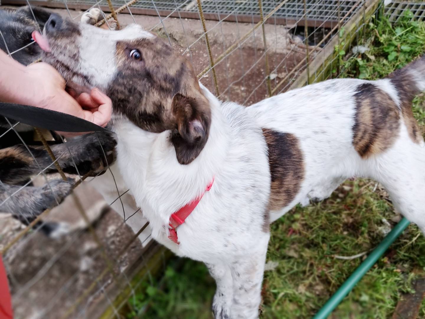 Vuoi adottare un cane a Frosinone?