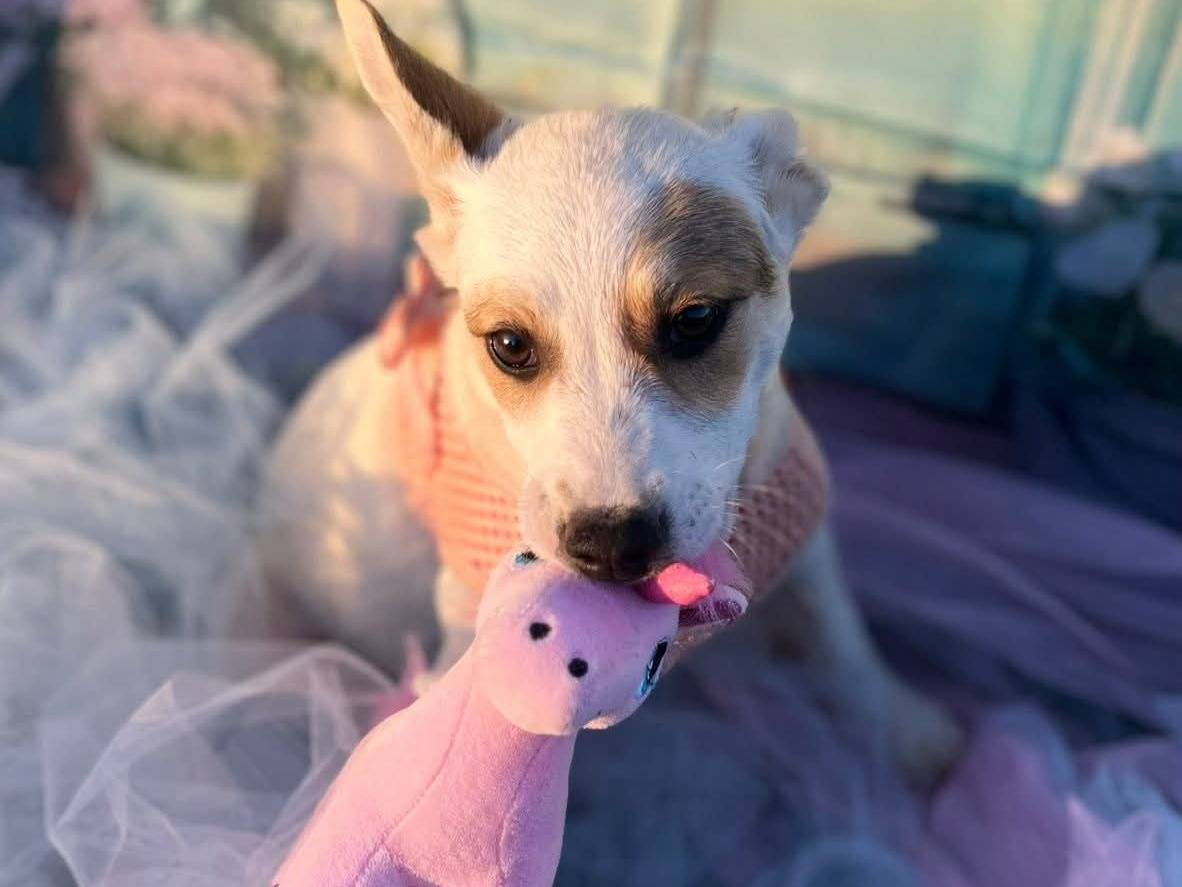 Adozione cane, femmina, Razza sconosciuta Razza sconosciuta, 4 mesi, taglia piccola, Bari