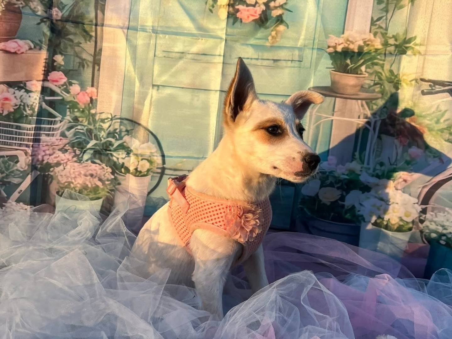 Adotta un cane, femmina, 4 mesi, Bari