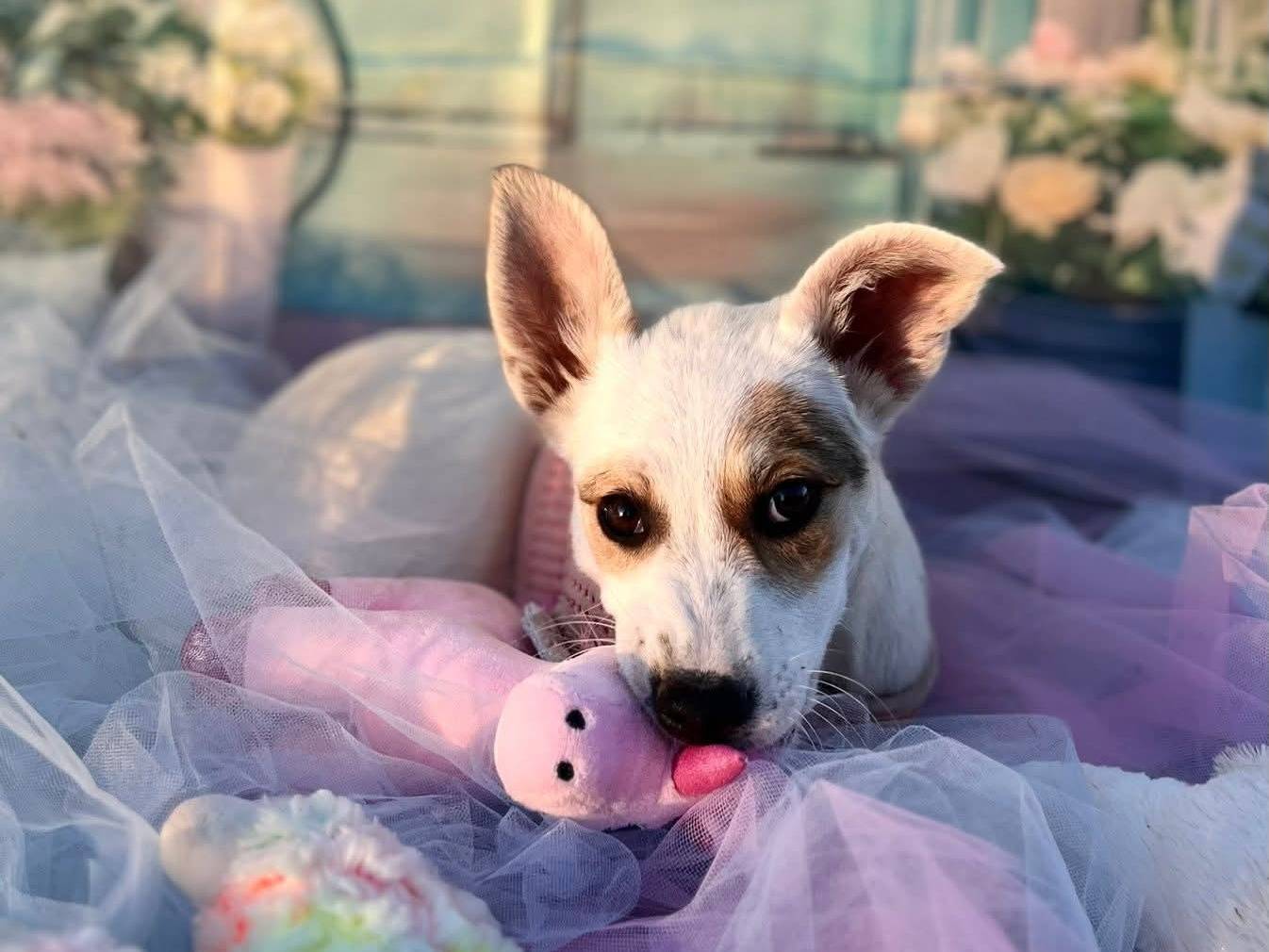 Adotta un cane, taglia piccola, femmina, Bari