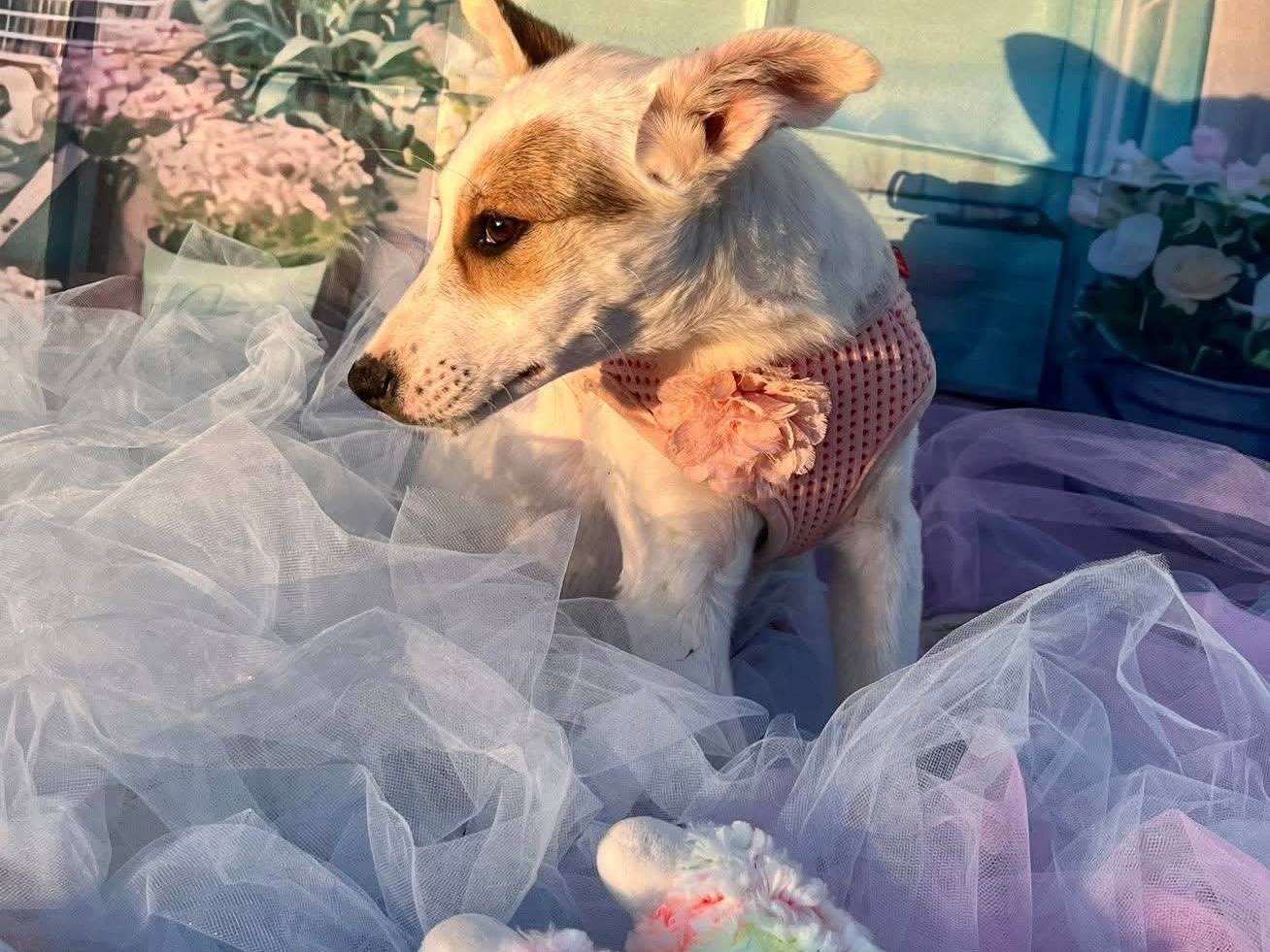 Vuoi adottare un cane a Bari?