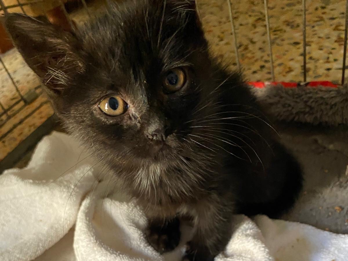 Adozione gatto, femmina, Razza sconosciuta Razza sconosciuta, 1 mesi, taglia non valida, Siracusa
