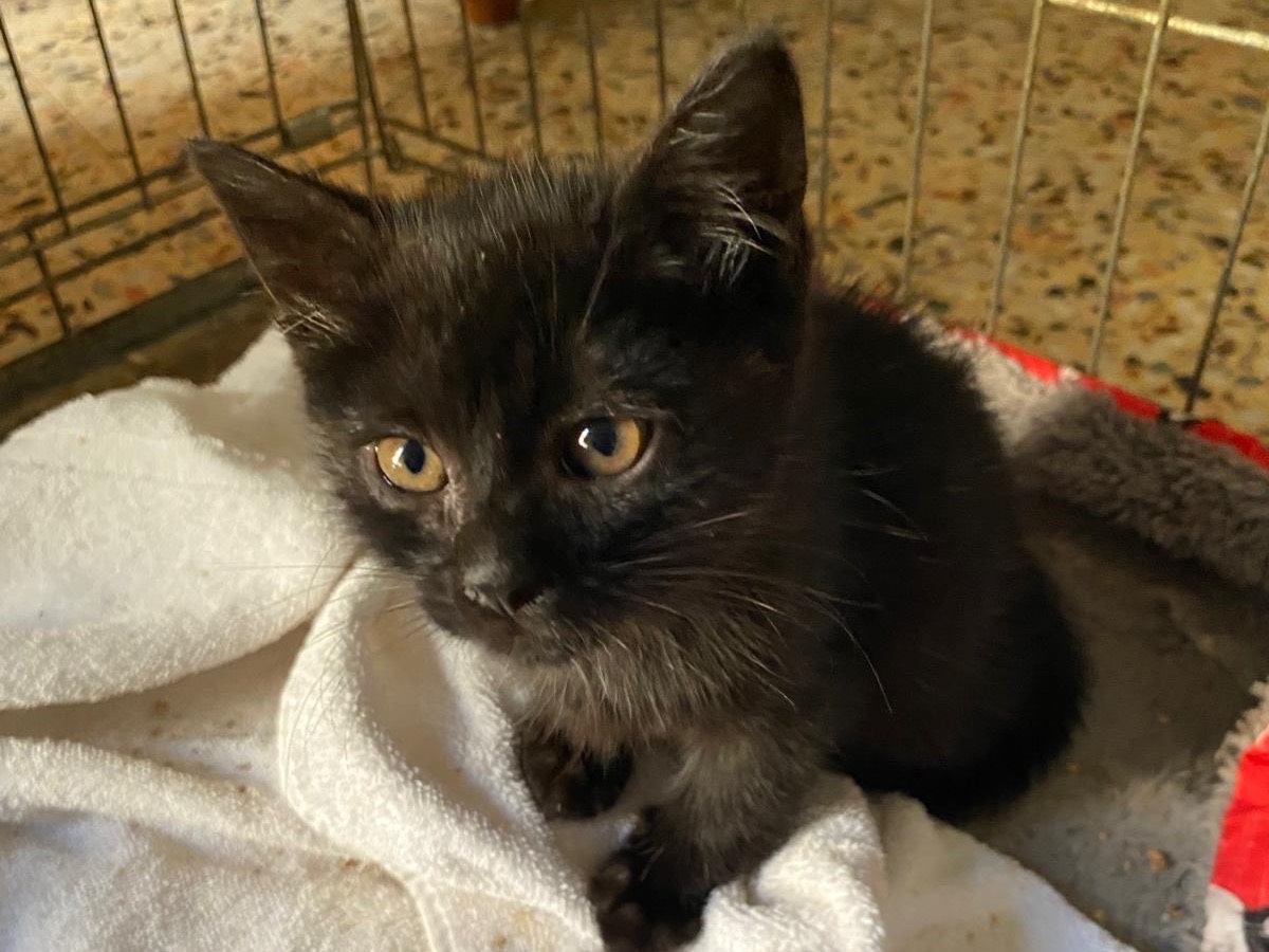 Adotta un gatto, femmina, 1 mesi, Siracusa