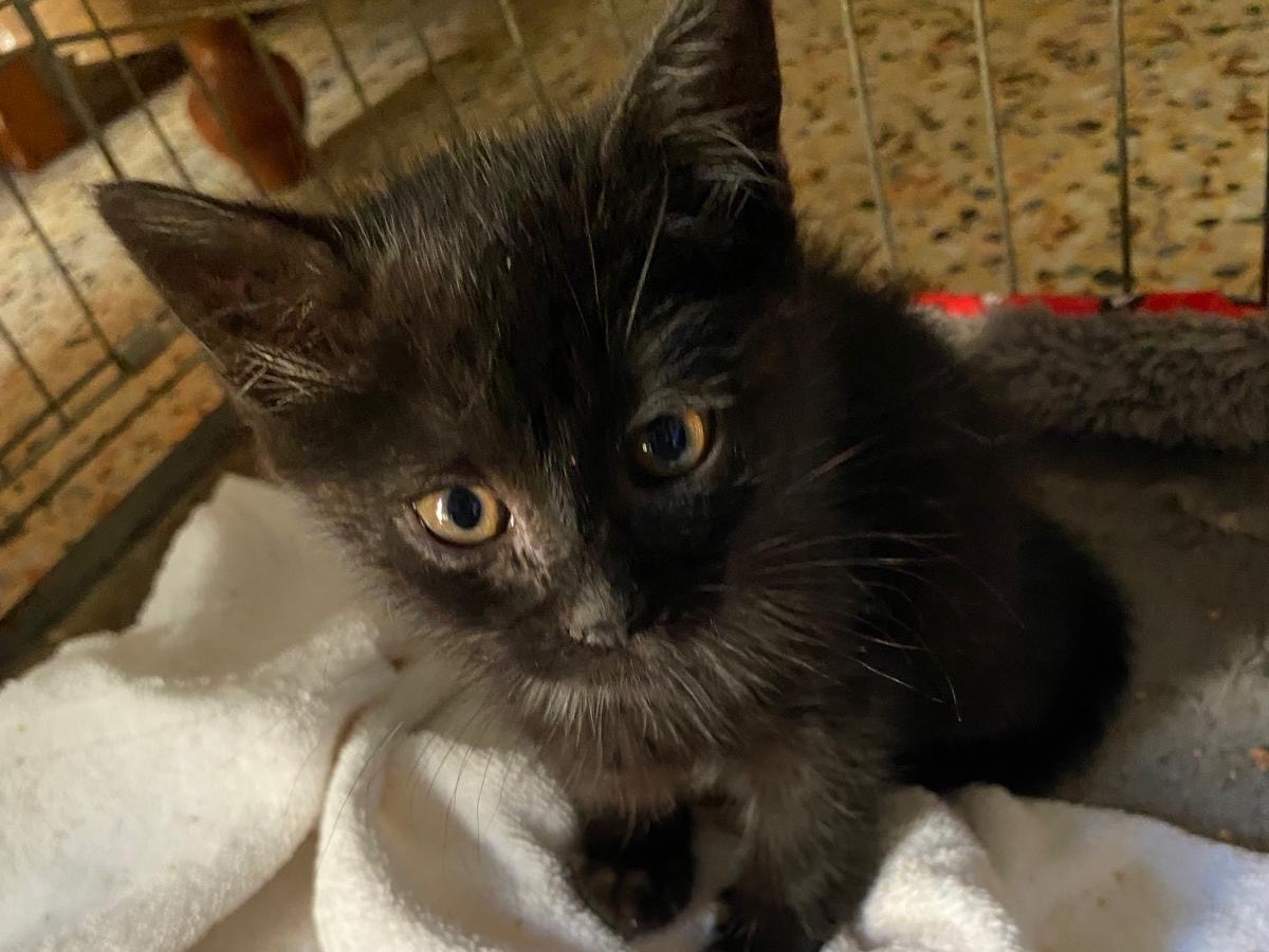 Adotta un gatto, taglia non valida, femmina, Siracusa