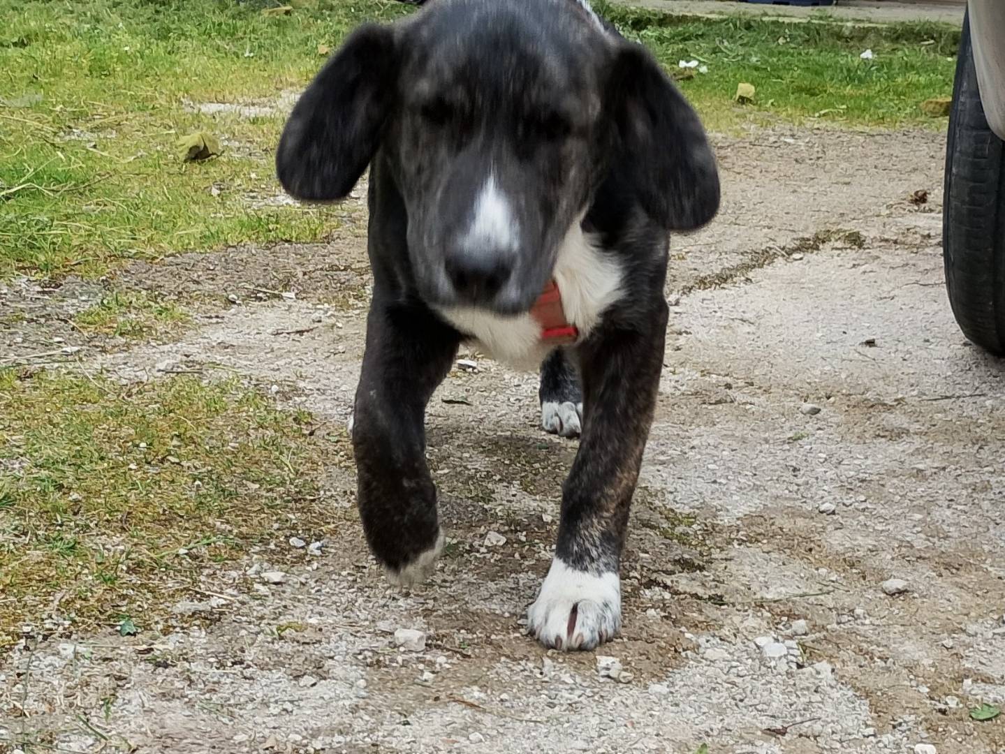 Adozione cane, maschio, Razza sconosciuta Razza sconosciuta, 6 mesi, taglia media, Frosinone