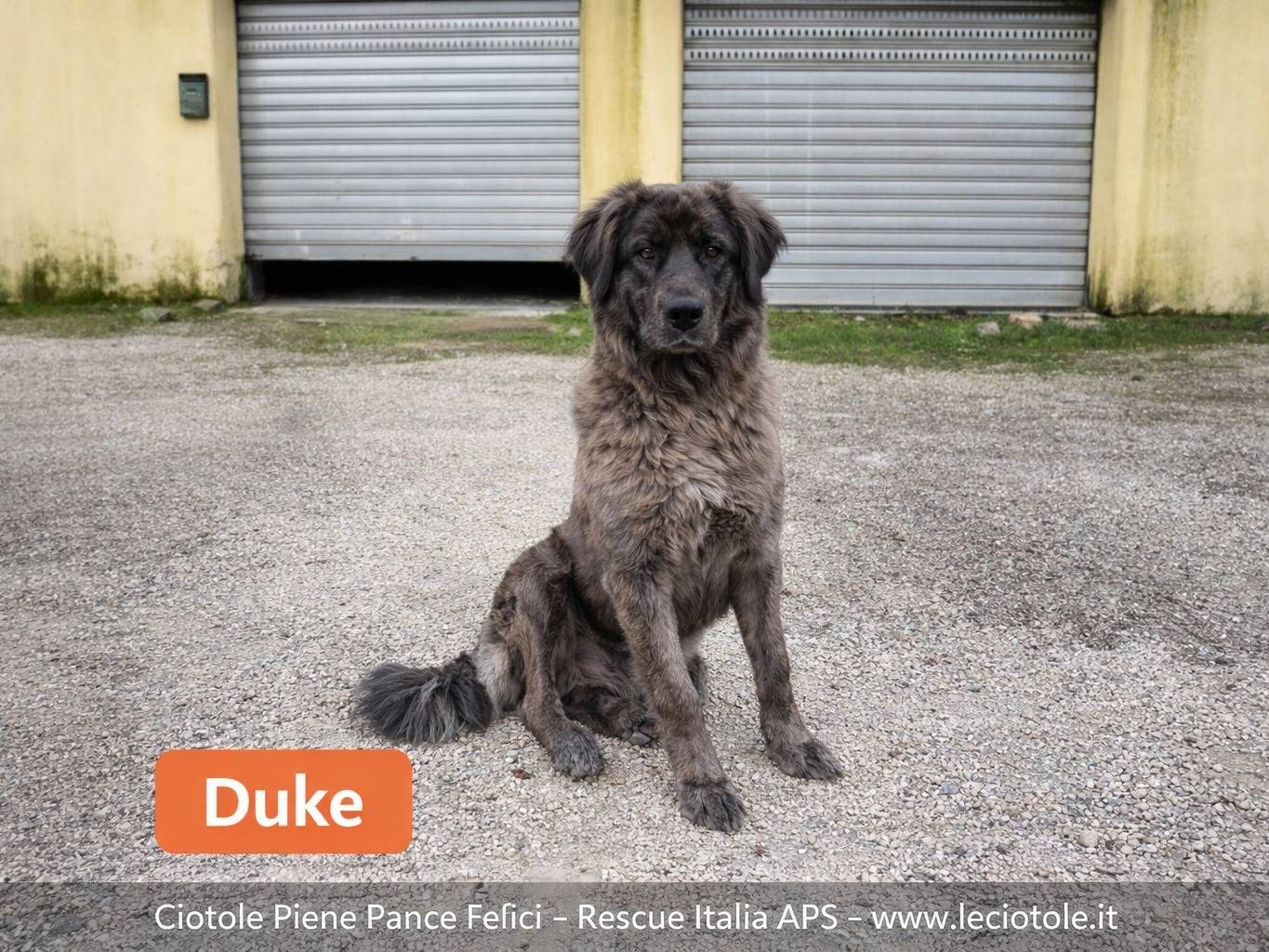 Adozione cane, maschio, Razza sconosciuta Razza sconosciuta, 1 anno, taglia gigante, Avellino