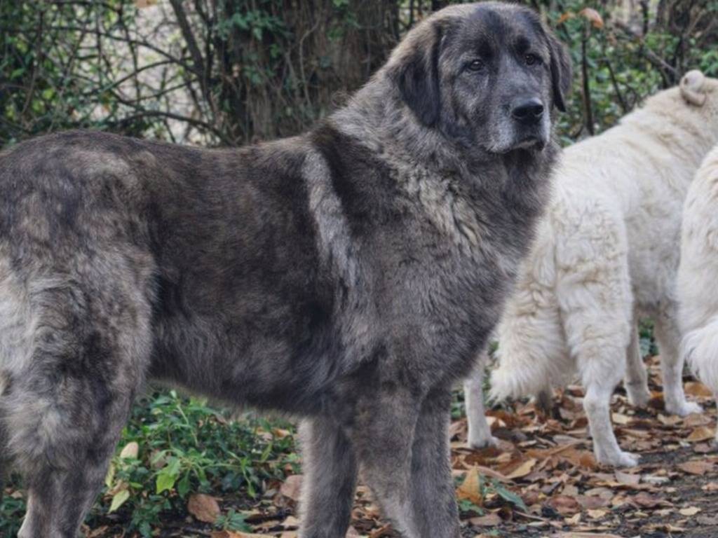 Adotta un cane, maschio, 1 anno, Avellino