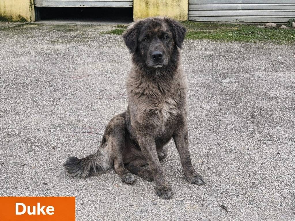 Adotta un cane, taglia gigante, maschio, Avellino