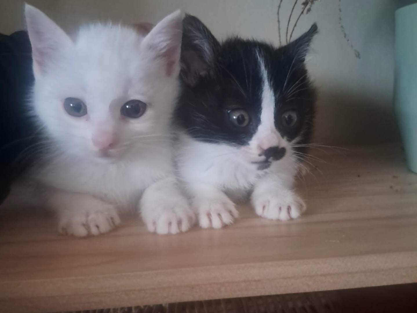 Adotta un gatto, femmina, 2 mesi, Crotone