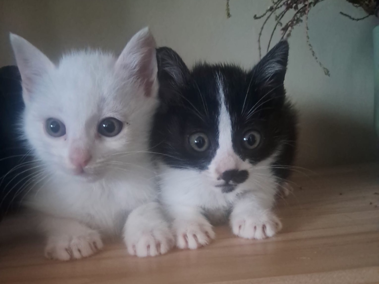 Adotta un gatto, taglia non valida, femmina, Crotone