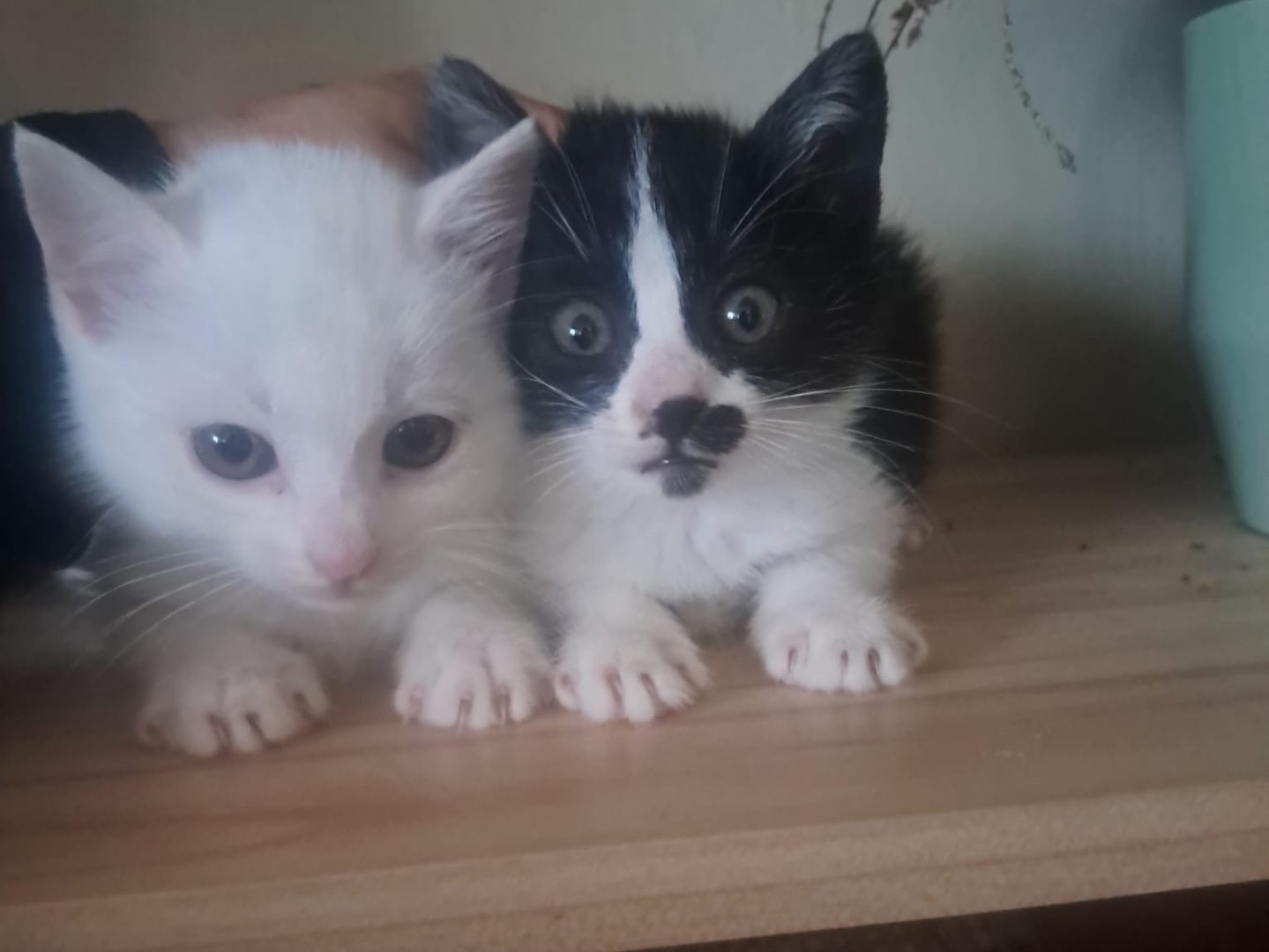 Vuoi adottare un gatto a Crotone?