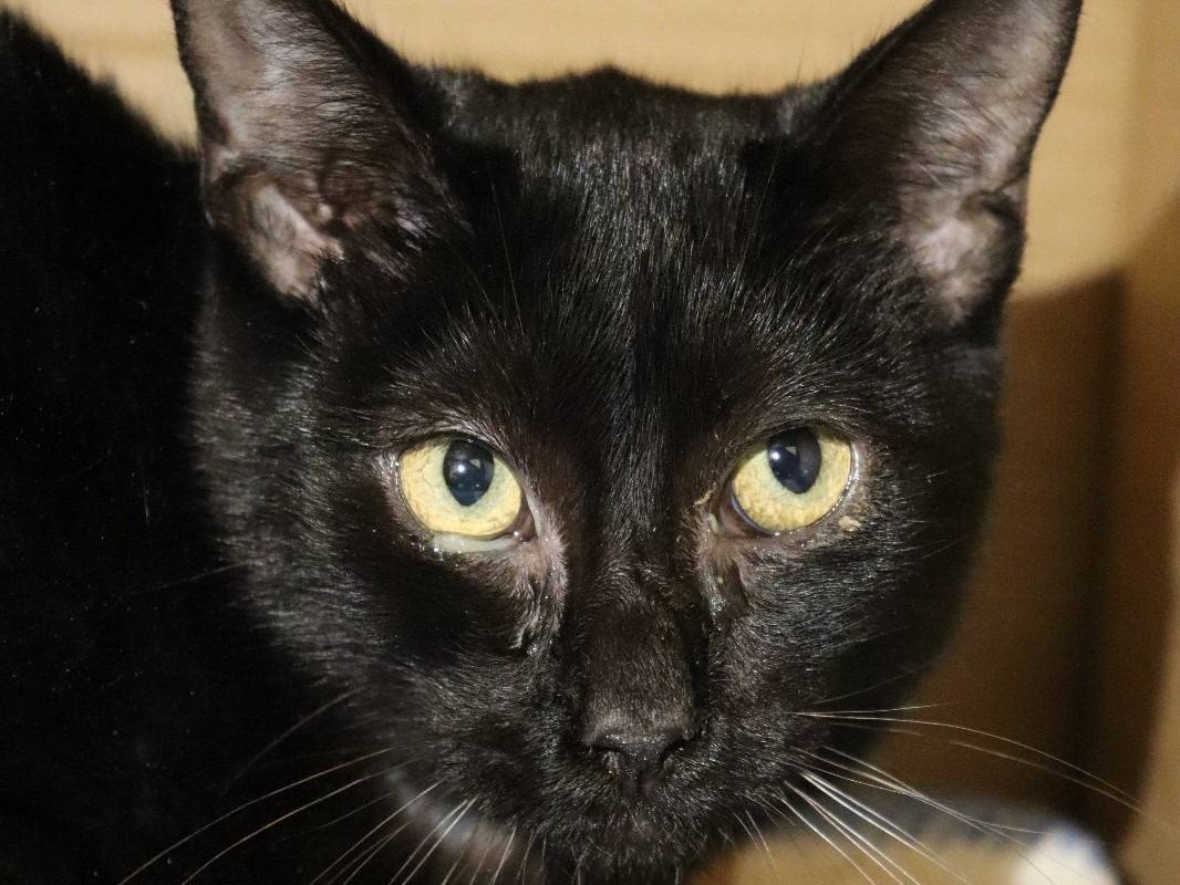 Adotta un gatto, maschio, 1 anno e 10 mesi, Barletta