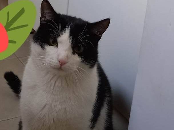 Adotta un gatto, taglia non valida, maschio, Barletta