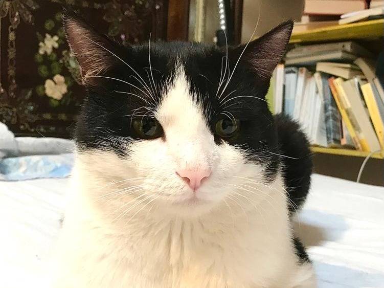 Vuoi adottare un gatto a Barletta?