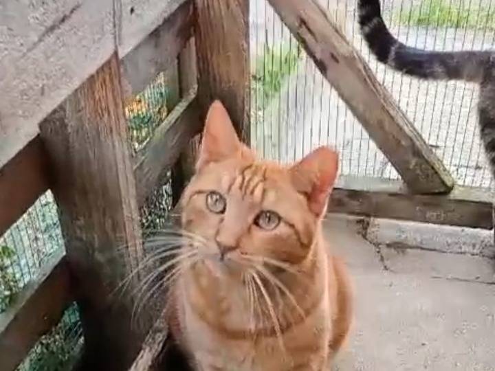 Adozione gatto, maschio, Razza sconosciuta Razza sconosciuta, 2 anni e 7 mesi, taglia non valida, Latina