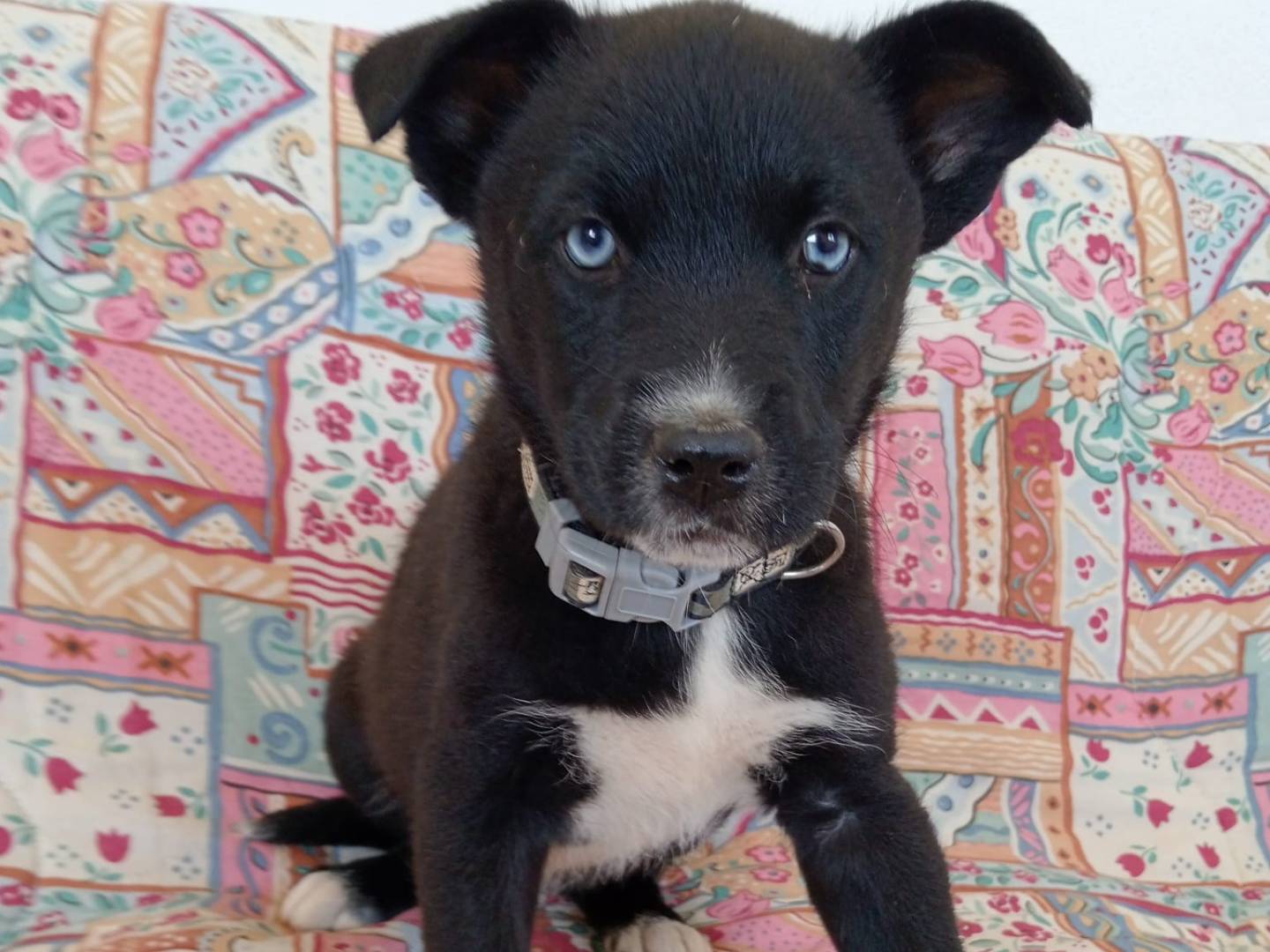 Adozione cane, femmina, Razza sconosciuta Razza sconosciuta, 2 mesi, taglia media, Cosenza