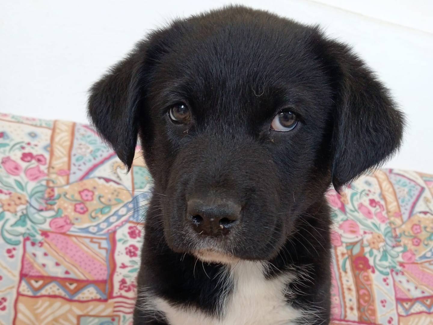 Adozione cane, femmina, Razza sconosciuta Razza sconosciuta, 2 mesi, taglia media, Cosenza