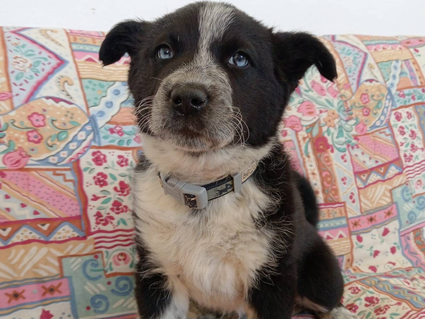 Adozione cane, femmina, Razza sconosciuta Razza sconosciuta, 2 mesi, taglia media, Cosenza