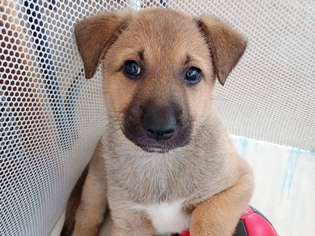 Adozione cane, maschio, Razza sconosciuta Razza sconosciuta, 1 mesi, taglia media contenuta, Latina