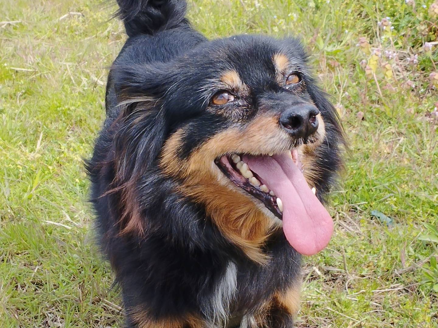 Adozione cane, maschio, Razza sconosciuta Razza sconosciuta, 5 anni, taglia piccola, Milano