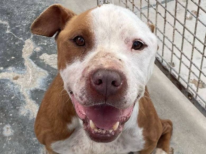 Adozione cane, maschio, Razza sconosciuta Razza sconosciuta, 2 anni e 1 mese, taglia media, Barletta