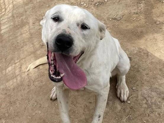 Adozione cane, femmina, Razza sconosciuta Razza sconosciuta, 3 anni e 3 mesi, taglia media, Barletta