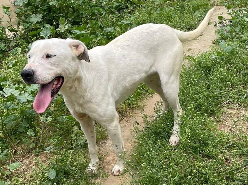 Adotta un cane, femmina, 3 anni e 3 mesi, Barletta