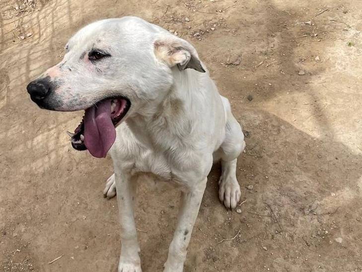 Adotta un cane, taglia media, femmina, Barletta