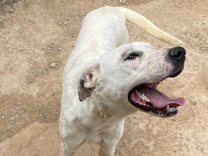 Vuoi adottare un cane a Barletta?