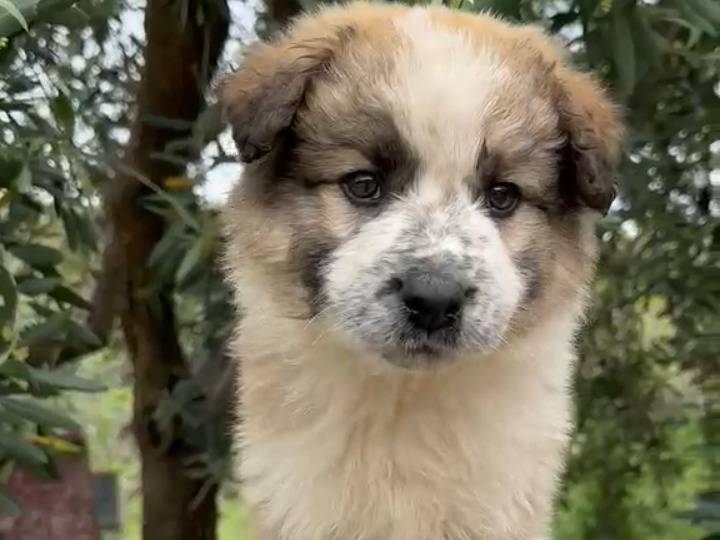 Adotta un cane, maschio, 2 mesi, Bergamo