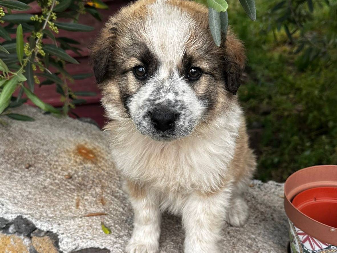 Adozione cane, maschio, Razza sconosciuta Razza sconosciuta, 2 mesi, taglia media, Bergamo